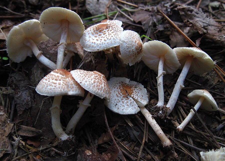 Artfoto von Stinkschirmling aus dem Pilzkatalog