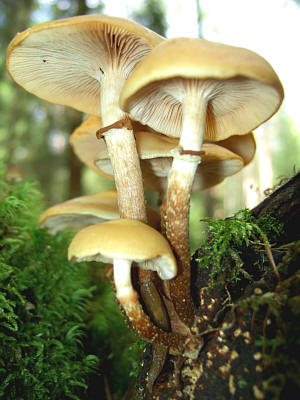 Artfoto von Stockschwämmchen aus dem Pilzkatalog