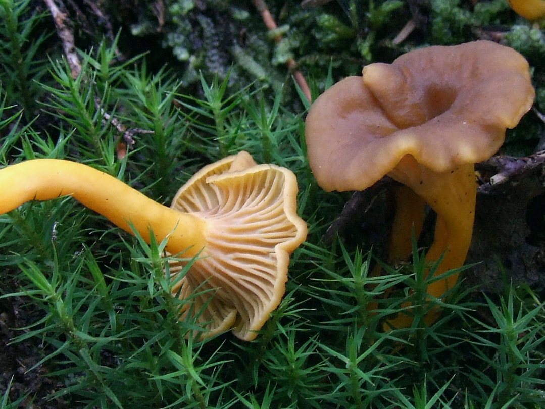 Artfoto von Trompetenpfifferling aus dem Pilzkatalog