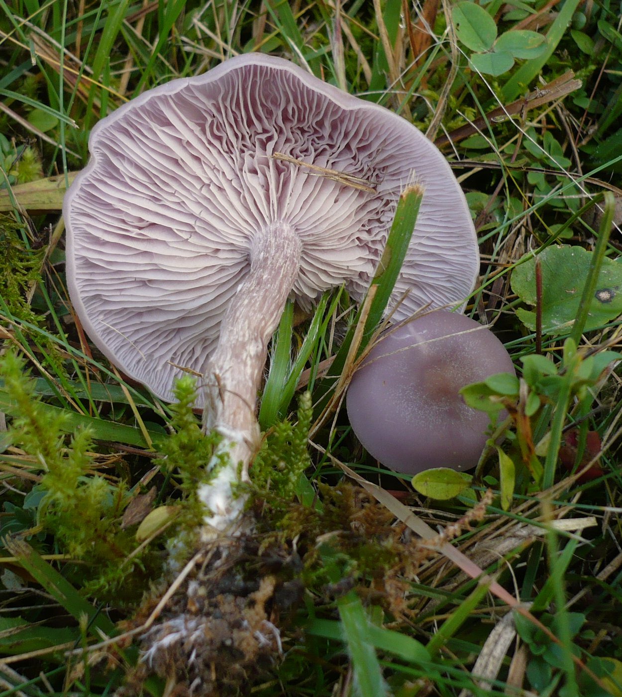 Artfoto von Violettblättriger Rötelritterling aus dem Pilzkatalog