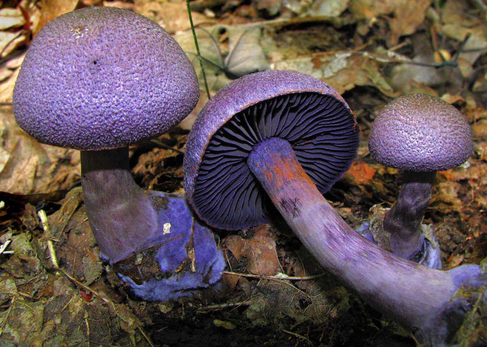 Artfoto von Violetter Dickfuß aus dem Pilzkatalog