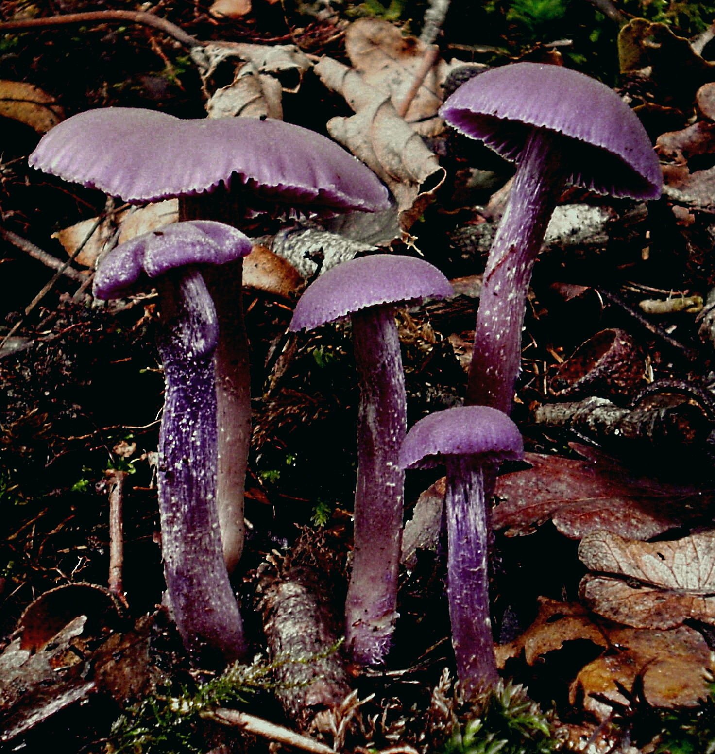 Artfoto von Violetter Lacktrichterling aus dem Pilzkatalog