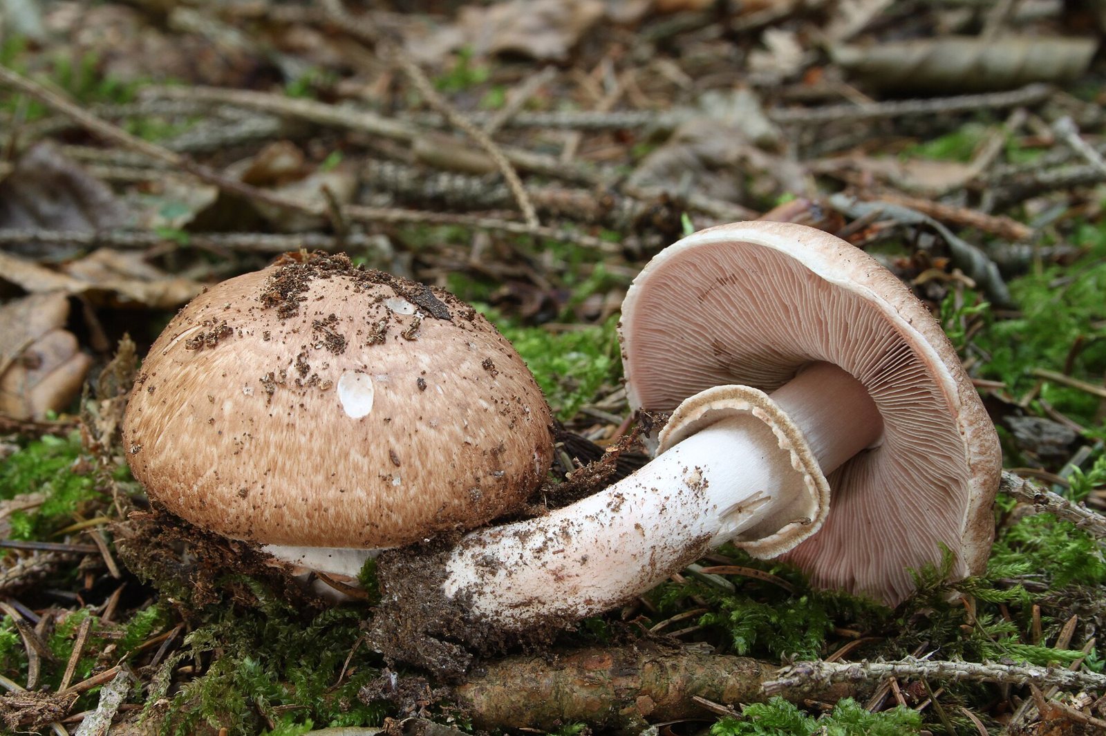 Artfoto von Waldchampignon aus dem Pilzkatalog