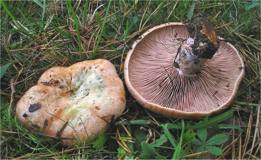 Artfoto von Weinroter Kiefernreizker aus dem Pilzkatalog