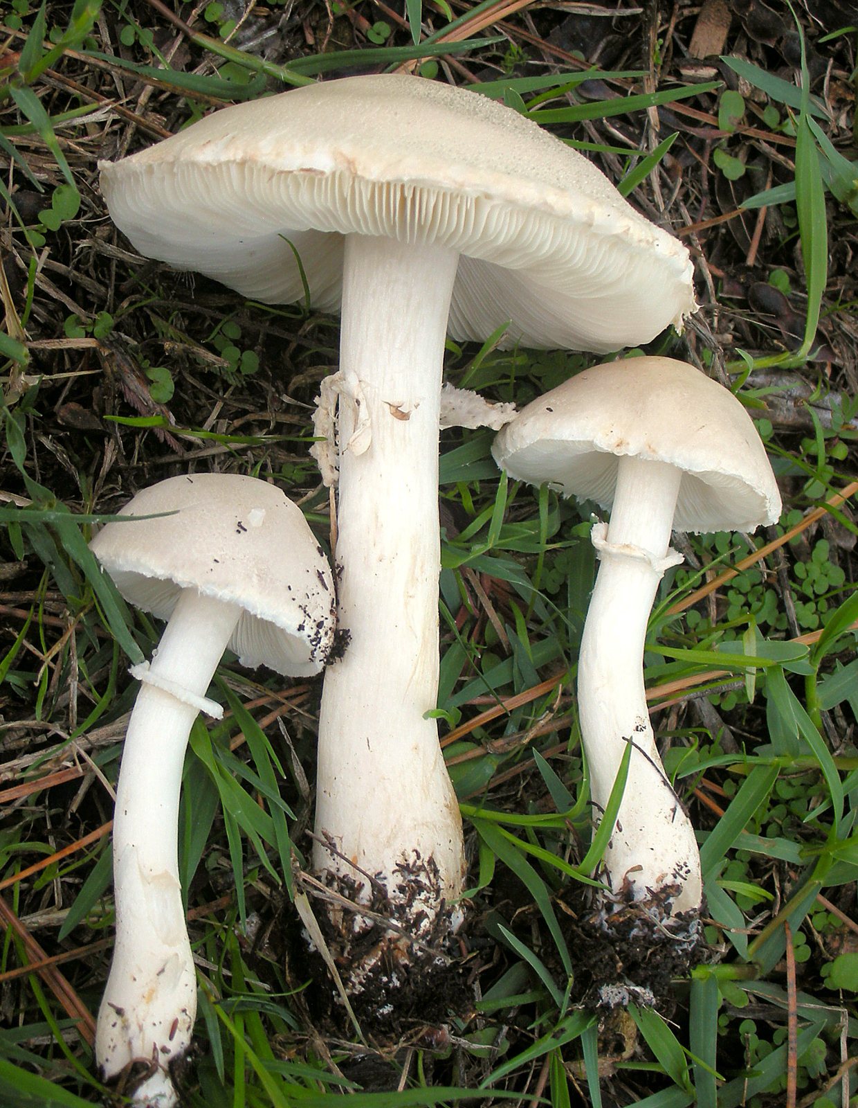 Artfoto von Weißblättriger Egerlingsschirmling aus dem Pilzkatalog