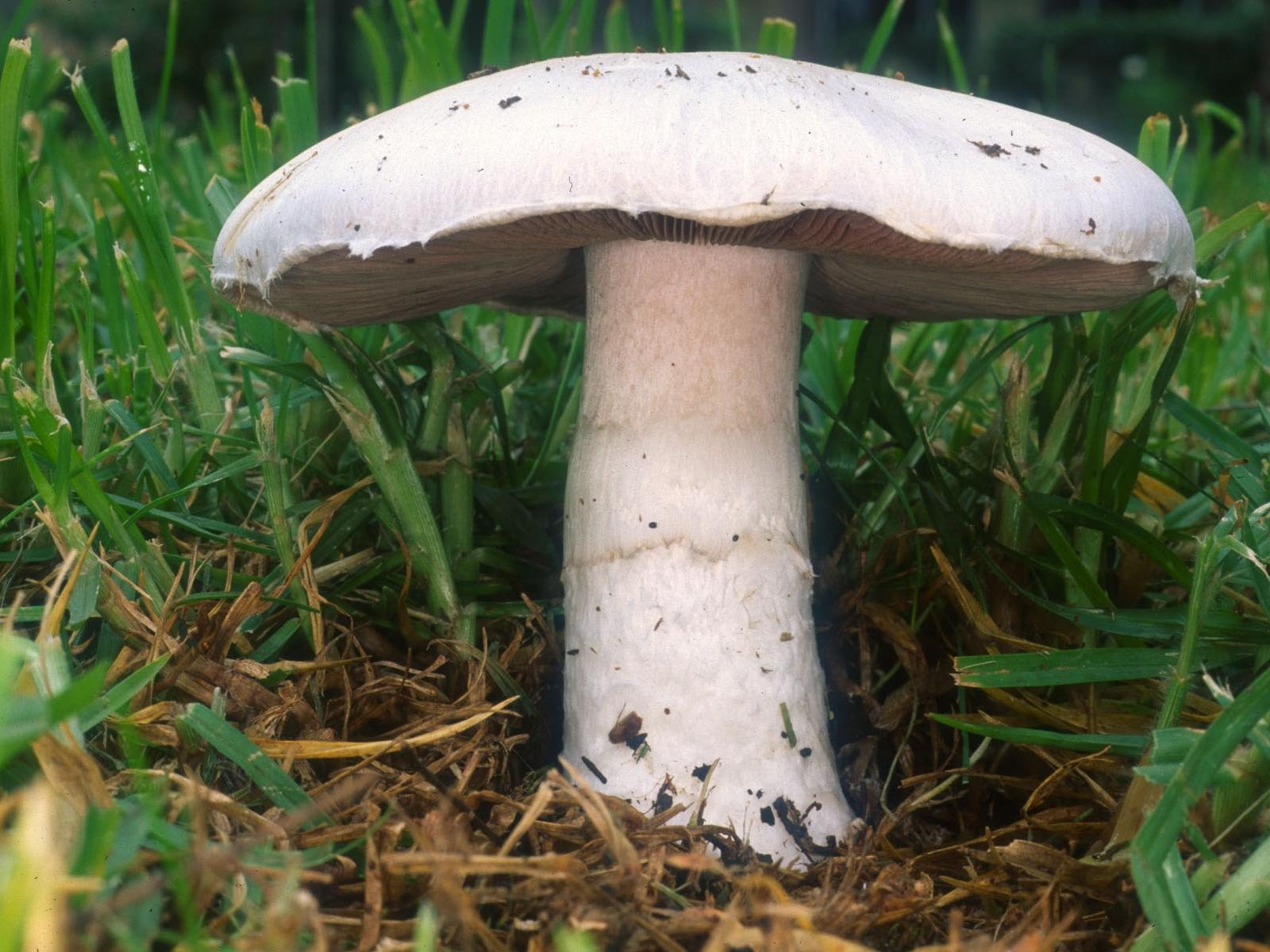 Artfoto von Wiesenchampignon aus dem Pilzkatalog