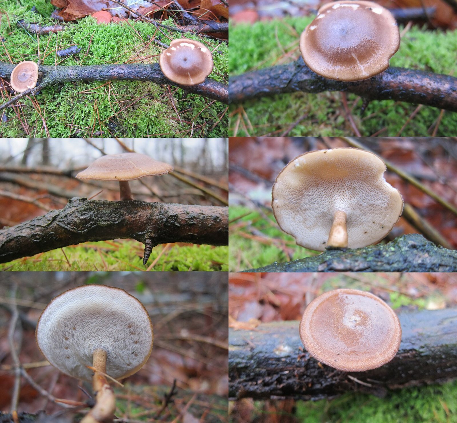 Artfoto von Winterporling aus dem Pilzkatalog