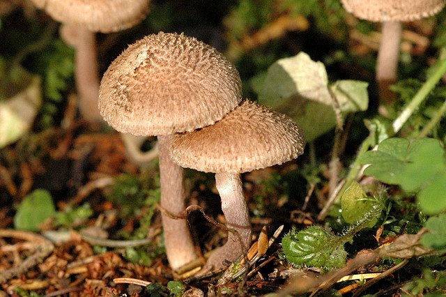 Artfoto von Wolliger Risspilz aus dem Pilzkatalog
