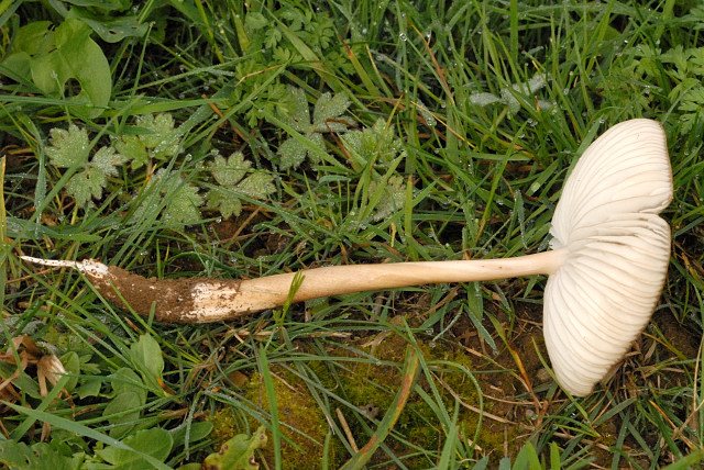 Artfoto von Wurzelrübling aus dem Pilzkatalog