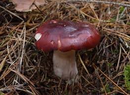 Artfoto von Zedernholz-Täubling aus dem Pilzkatalog