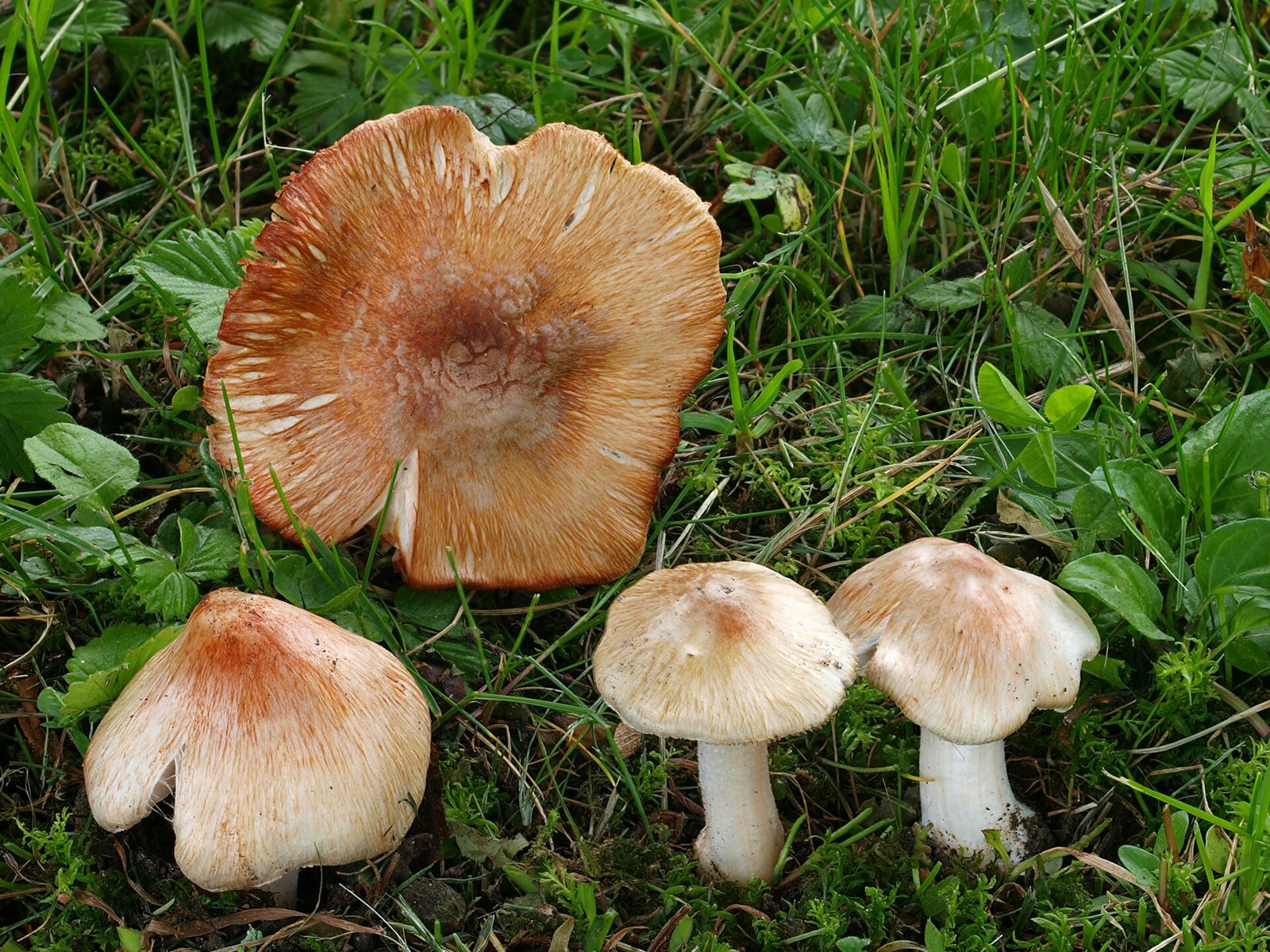 Artfoto von Ziegelroter Risspilz aus dem Pilzkatalog