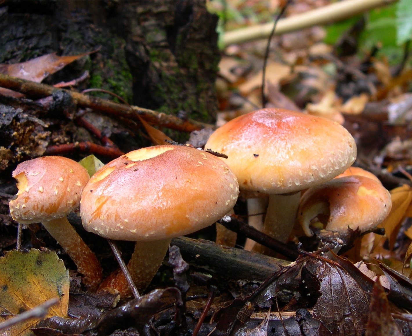 Artfoto von Ziegelroter Schwefelkopf aus dem Pilzkatalog