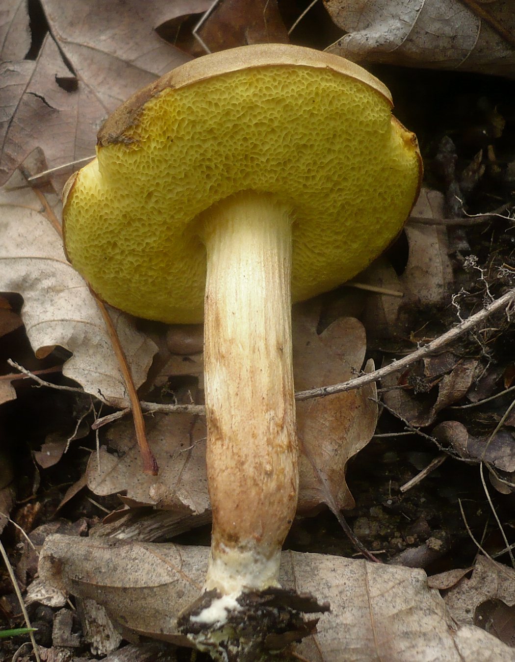 Artfoto von Ziegenlippe aus dem Pilzkatalog