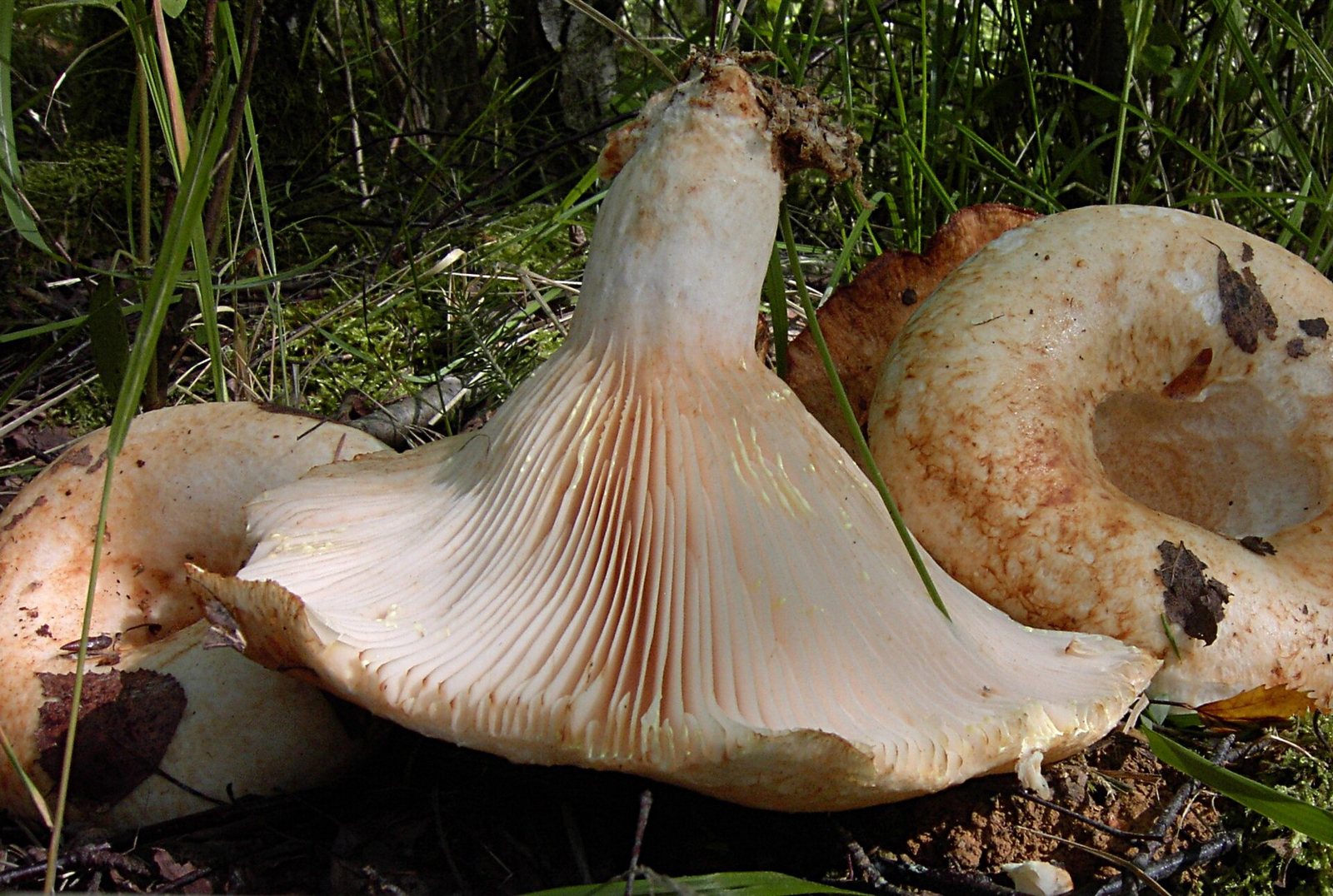 Artfoto von Zitronen-Milchling aus dem Pilzkatalog