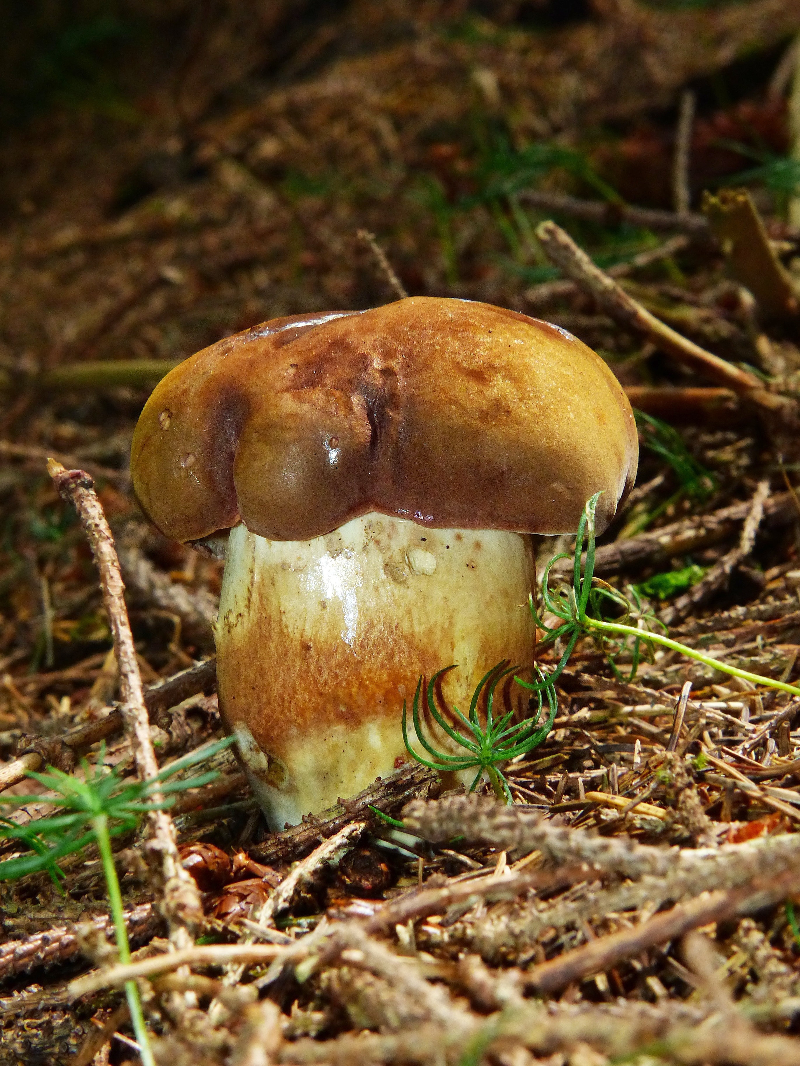 Katalogfoto von Steinpilz