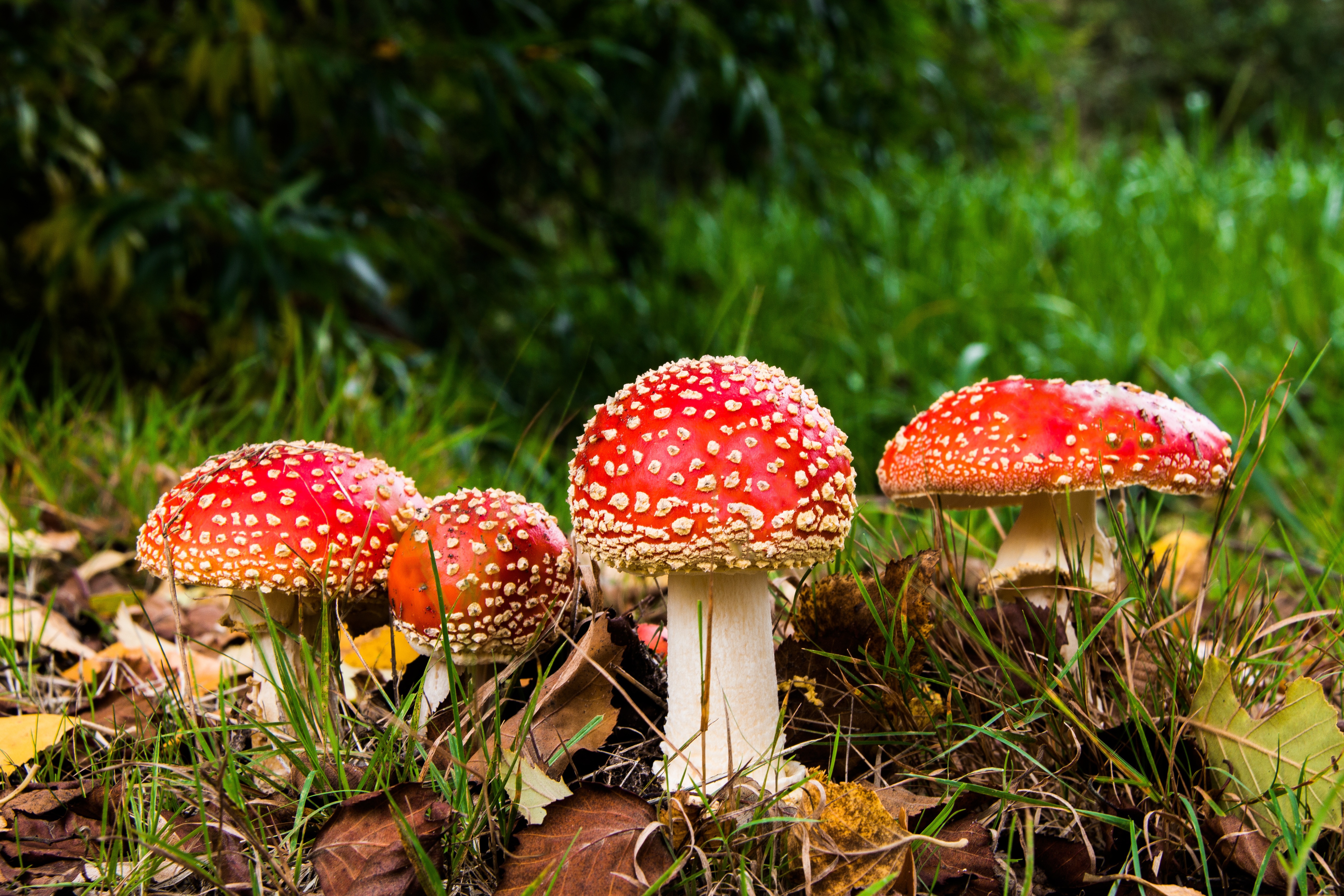 Katalogfoto von Fliegenpilz