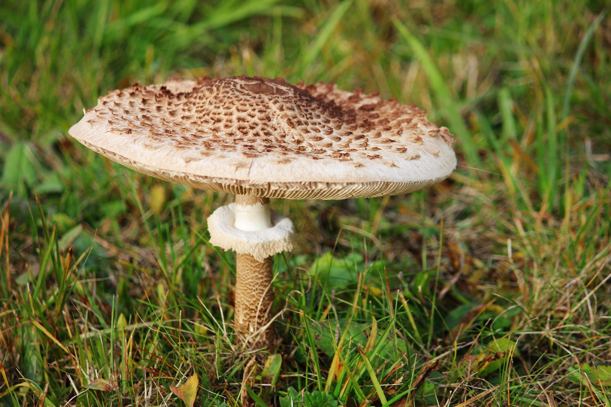 Katalogfoto von Parasolpilz