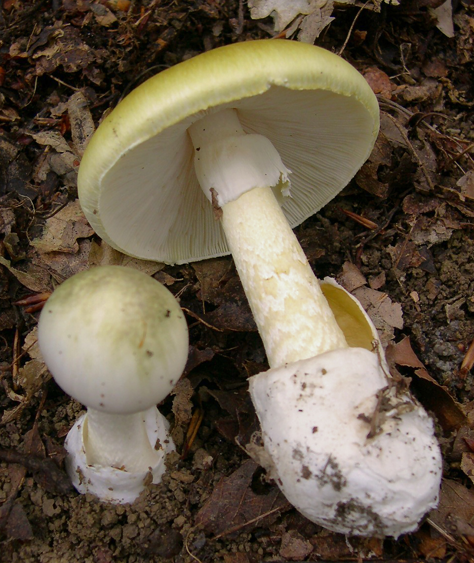 Artfoto von Grüner Knollenblätterpilz aus dem Pilzkatalog